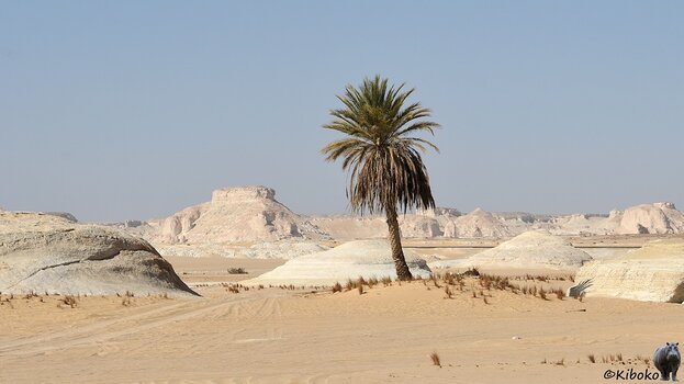 s251210_1144_WhiteDesert_Palme_7152.jpg