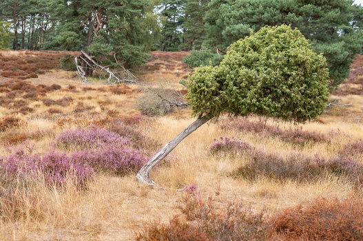 heide-6010.jpg