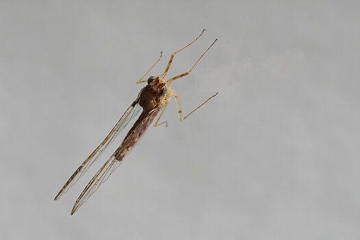 FliegenhaftEINSOM190.jpg