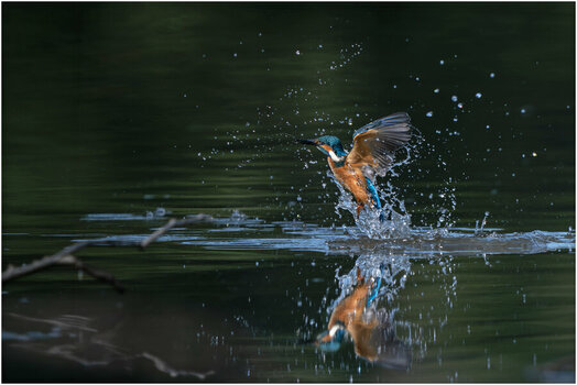 NZ8_9062+mkl2h Eisvogel  D.jpg