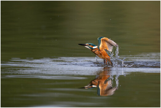 NZ8_9247+mkl2h Eisvogel  D.jpg