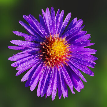 AsterBlauOM190.jpg