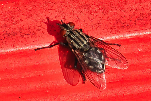 FleischfliegeschwarzaufroterBankOM190.jpg