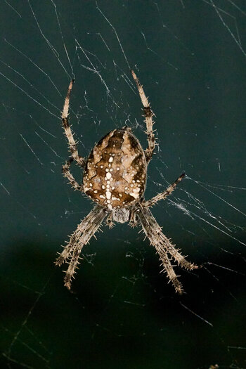202609_Spinne_009.jpg