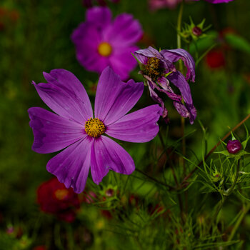 DSC_0911-DxO_DeepPRIME XD2s_DxO.jpg