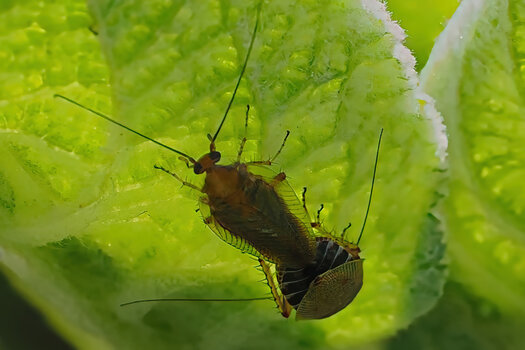 BernsteinWaldschabedurchscheinenddurchBlattOM140-150EXTREMCROP.jpg