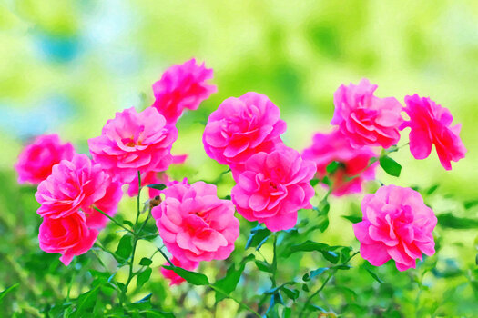 RosengruppeROSAOM140150.jpg