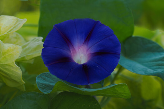 BlumeBlauGROSSmBlätterumfeldOM140-150.jpg