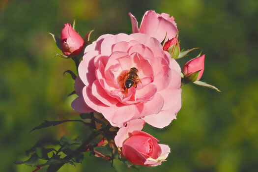 RoseRosamKnopsenundBieneim ZentrumOM1.jpg