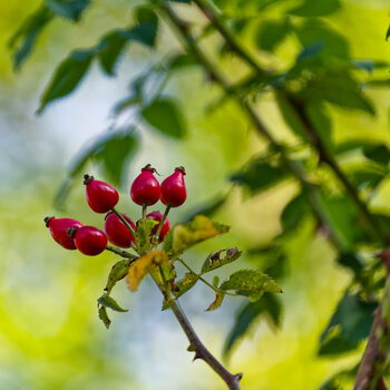 DSC_1266-DxO_DeepPRIME XD2s_DxO.jpg