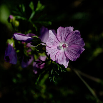 DSC_1279-DxO_DeepPRIME XD3_DxO.jpg