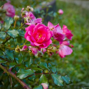 2610_ViltroxTest_imPark_0006.jpg