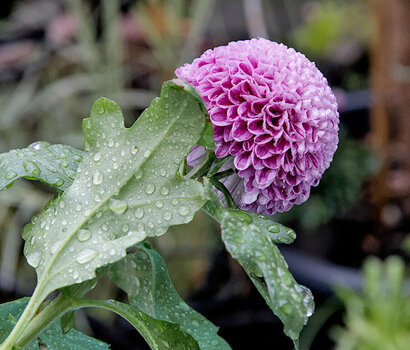 Blume.jpg