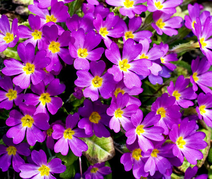 Frühlingsblumen4.jpg