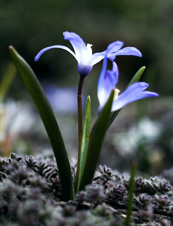 Frühlingsblumen2.jpg