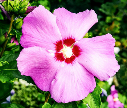 Blüte.jpg