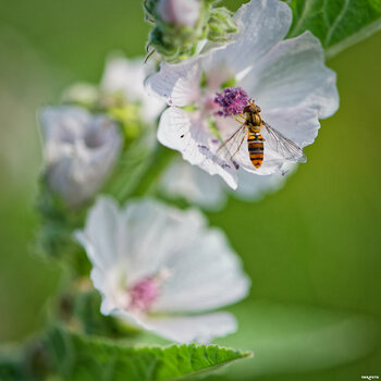 2107_Wiesenwalk_0120_DxO_hqfc.jpg