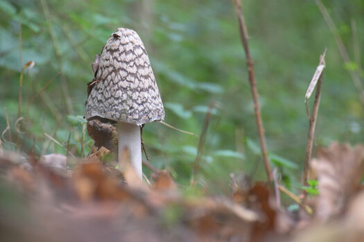 DSC_3539_199.JPG