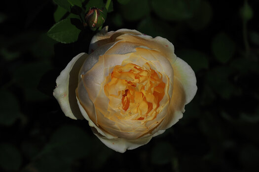 RoseLeuchtendimDunklenOM140150.jpg