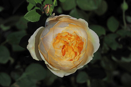 RoseLeuchtendimDunklenVARIANTOM140150.jpg
