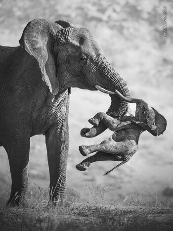 Schwarz-Weiß-Fotografie einer Elefantenkuh, die ein totes Jungtier mit Rüssel und Stoßzahn trägt.