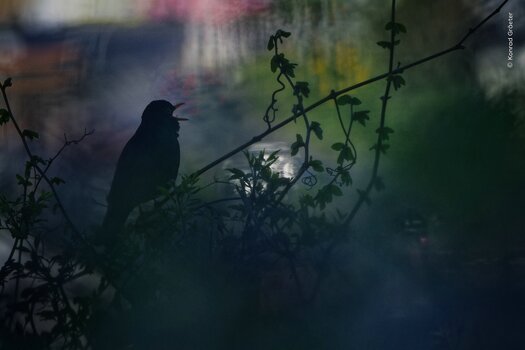 Singende Amsel zwischen Zweigen und Blättern im weichen Morgenlicht eines Weinbergs.