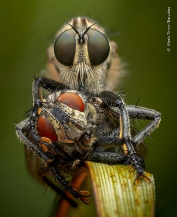 Extreme Makroaufnahme einer Raubfliege, die eine andere Fliege mit ihren Mundwerkzeugen festhält.