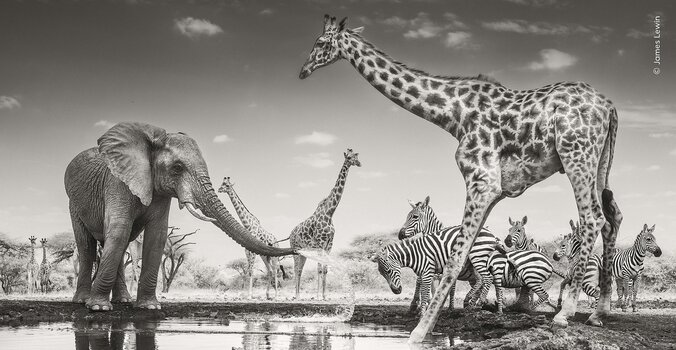Schwarz-Weiß-Infrarotaufnahme eines Elefanten, der an einer Wasserstelle eine Gruppe Zebras mit Wasser bespritzt.