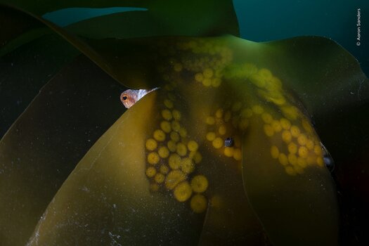 Ein Oktopus blickt mit einem Auge hinter einem breiten Tangblatt hervor.