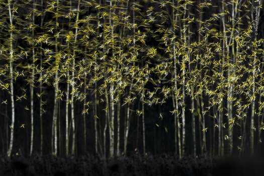 Verwischte Silhouetten auffliegender Vögel, die wie herbstliches Laub wirken, vor kahlen Birken.