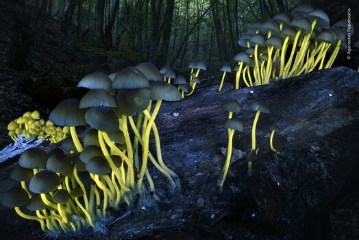 Kleine Pilze auf einem morschen Baumstamm, deren gelbe Stiele unter UV-Licht fluoreszieren.