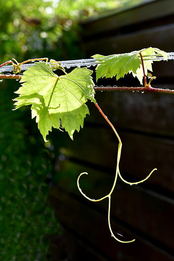 WRUD_Herbst_001.JPG