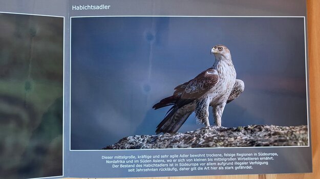 saal-digital-fotobuch-habichtsadler-bildtext.jpg