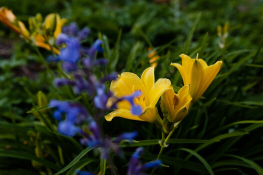 DSC_3468-DxO_DeepPRIME XD2s_DxO.jpg