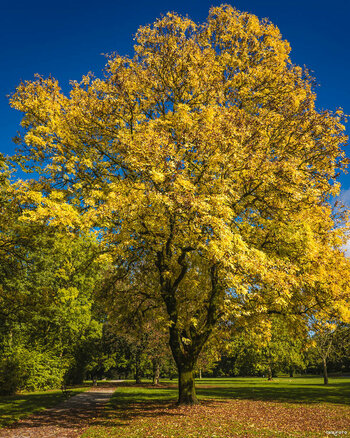 2610_ViltroxTest_im_Park_016_qhd.jpg