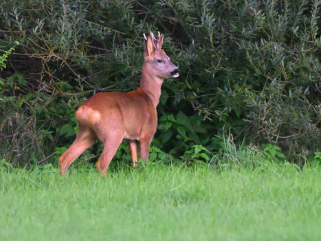 DSC_3969 - Kopie_202.JPG
