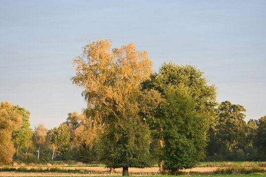 BE7_0155.JPG