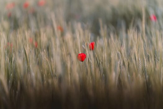 Rote Mohnblumen in einem Getreidefeld mit unscharfem Hintergrund Rote Mohnblumen in einem Getreidefeld mit unscharfem Hintergrund