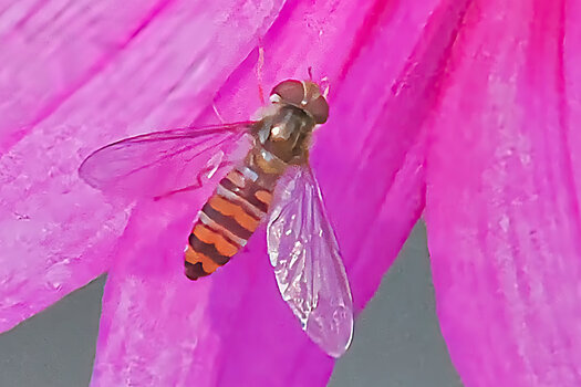 HainschwebfliegeGROSSaufrosaBlütmStaubgOM190.jpg