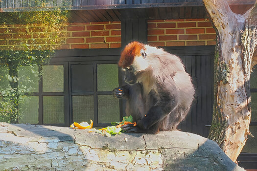 ZooSAffe beimEssenZWEIOM11240.jpg ZooSAffe beimEssenZWEIOM11240.jpg