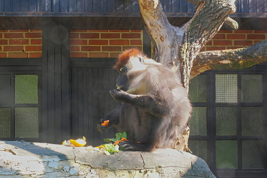 ZooSAffebeimEssenEINSOM1240.jpg ZooSAffebeimEssenEINSOM1240.jpg