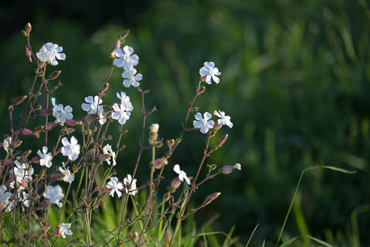 DSC_4153 - Kopie_205.JPG