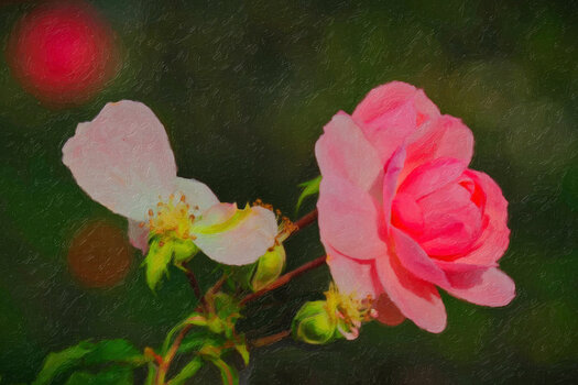 RosenRosauWeissblühendverblühtOM190ARTWORK.jpg