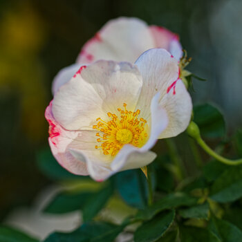 DSC_3710_DxO_1.jpg