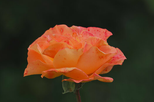 RoseApricotGROSSOM190.jpg
