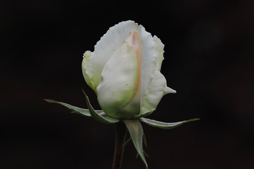 RoseWeissKnospeaufDunkelOM190.jpg