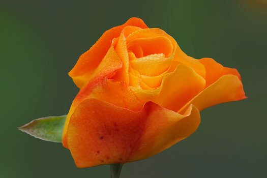 ToseORANGEGROSSOM190.jpg