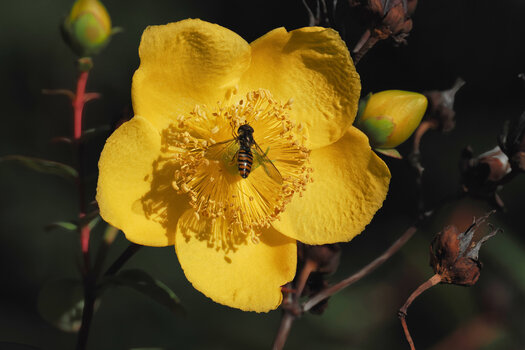 HainschwebefliegeaufgelberBlumemUmfeldOM190.jpg
