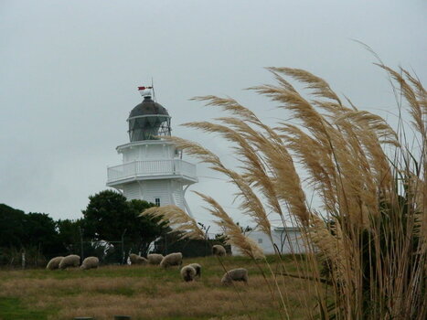 01 29 07 NZ moearaki lighthouse HC3 608.jpg