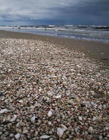 Muscheln.jpg